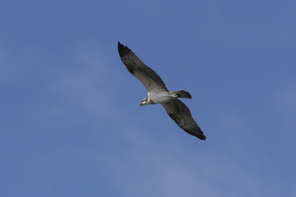 Flying by